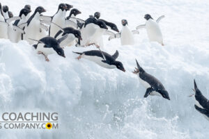 Penguins Diving into Sea representing Diving Back into Goal-Setting