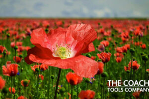 Tall Poppy in a Field for Tall Poppy Syndrome