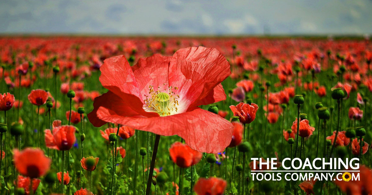 Tall Poppy in a Field for Tall Poppy Syndrome