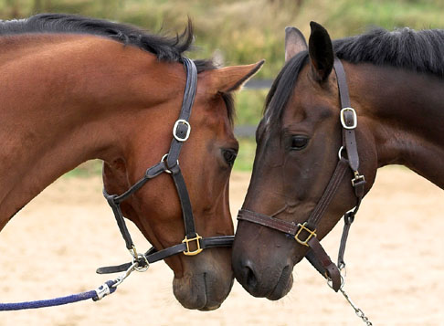 Two Horses Connecting