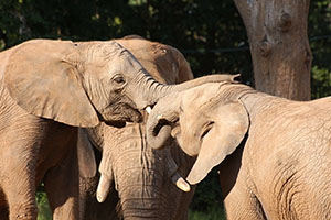 Elephants Caring