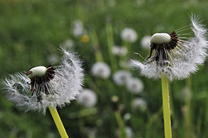 Dandelion Clocks for Silence 