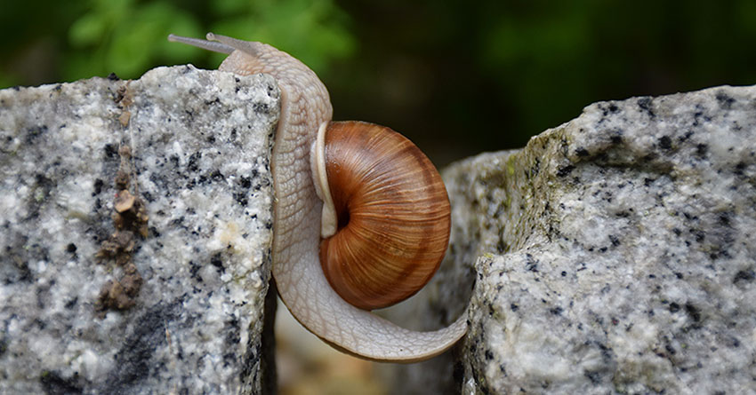 Snail goes slow between rocks and achieves more