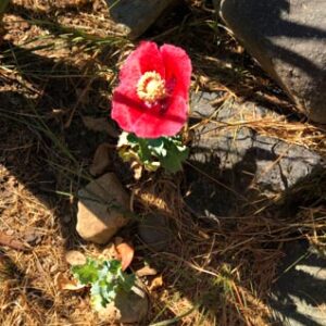 Lynda's Gratitude Journaling Poppy!