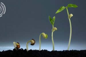 Plants shown at different stages of growth, illustrating how transformation develops over time.